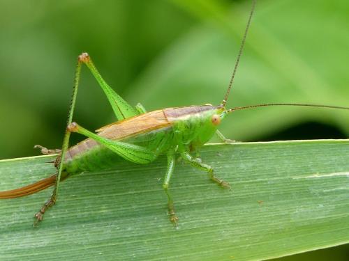 Réf. 305 035 : Conocephalus dorsalis